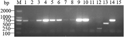 A Retrospective Survey of the Abortion Outbreak Event Caused by Brucellosis at a Blue Fox Breeding Farm in Heilongjiang Province, China